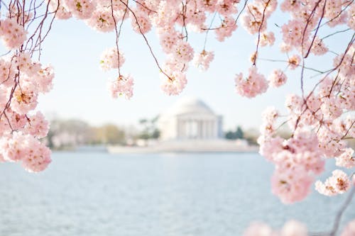 Gratis arkivbilde med blomst, blomster, dybdeskarphet