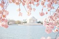 spring, spring time, spring days, bloom, cherry blossoms, Washington DC, Jefferson Memorial, Tidal Basin, travel photography,  landscape photography, beautiful Spring, beauty in nature