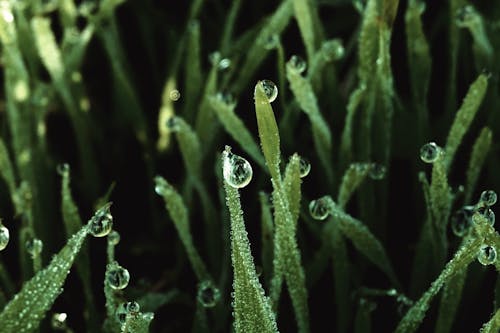Close Up Photo of Grass