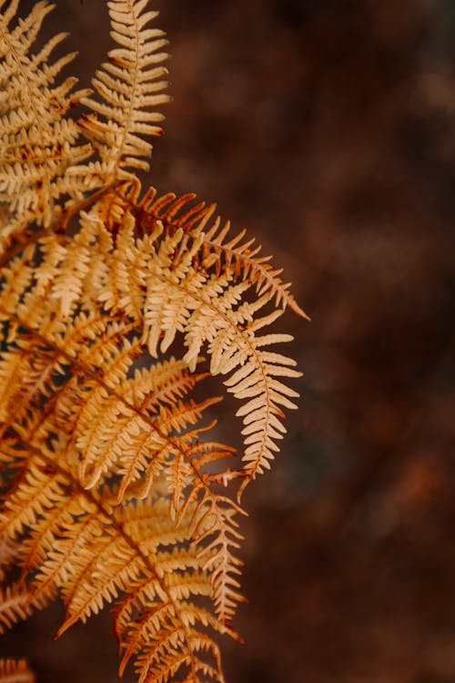 Brown Plant in Close Up Photography