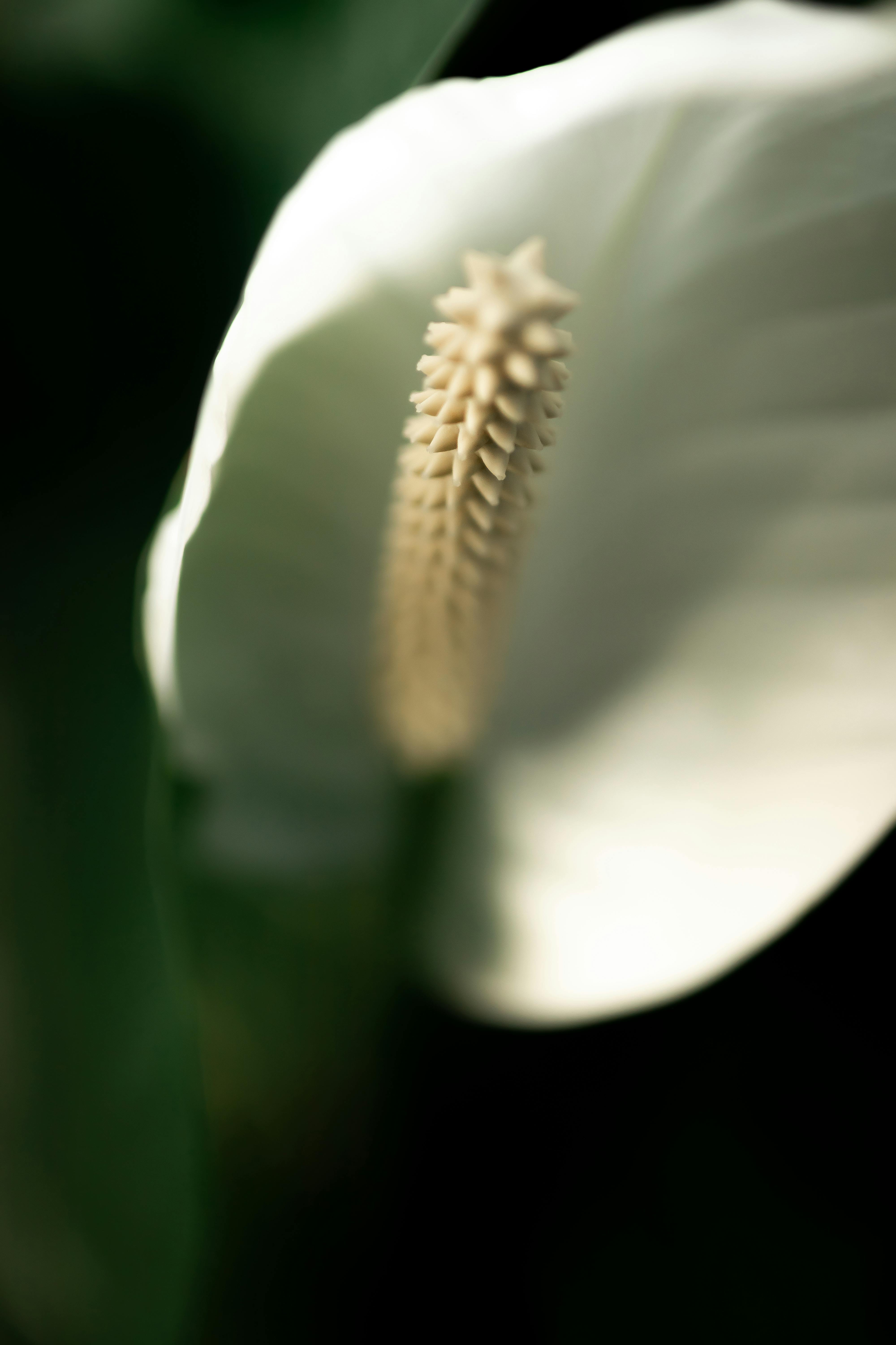 A close-up of a peace lily bloom with a soft focus background, capturing its delicate structure.