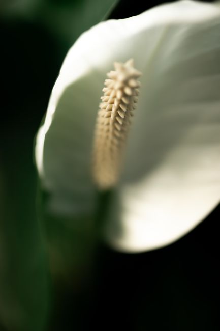A close-up of a peace lily bloom with a soft focus background, capturing its delicate structure.