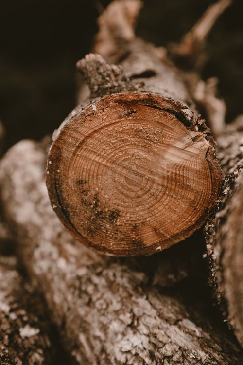 Free Detailed close-up of a tree log showcasing natural texture and growth rings. Stock Photo