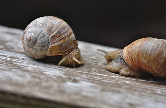 Detailed close-up of two snails on a weathered wooden plank, showcasing nature's simplicity.
