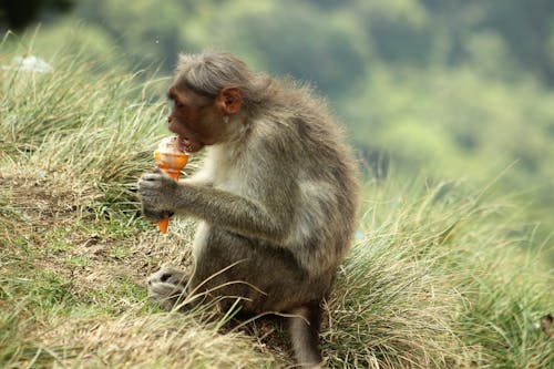 A Monkey Eating an Ice Cream while Sitting on Grass