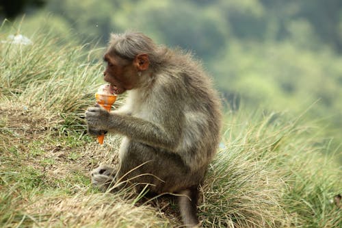 Kostenloses Stock Foto zu affe, behaart, eistüten