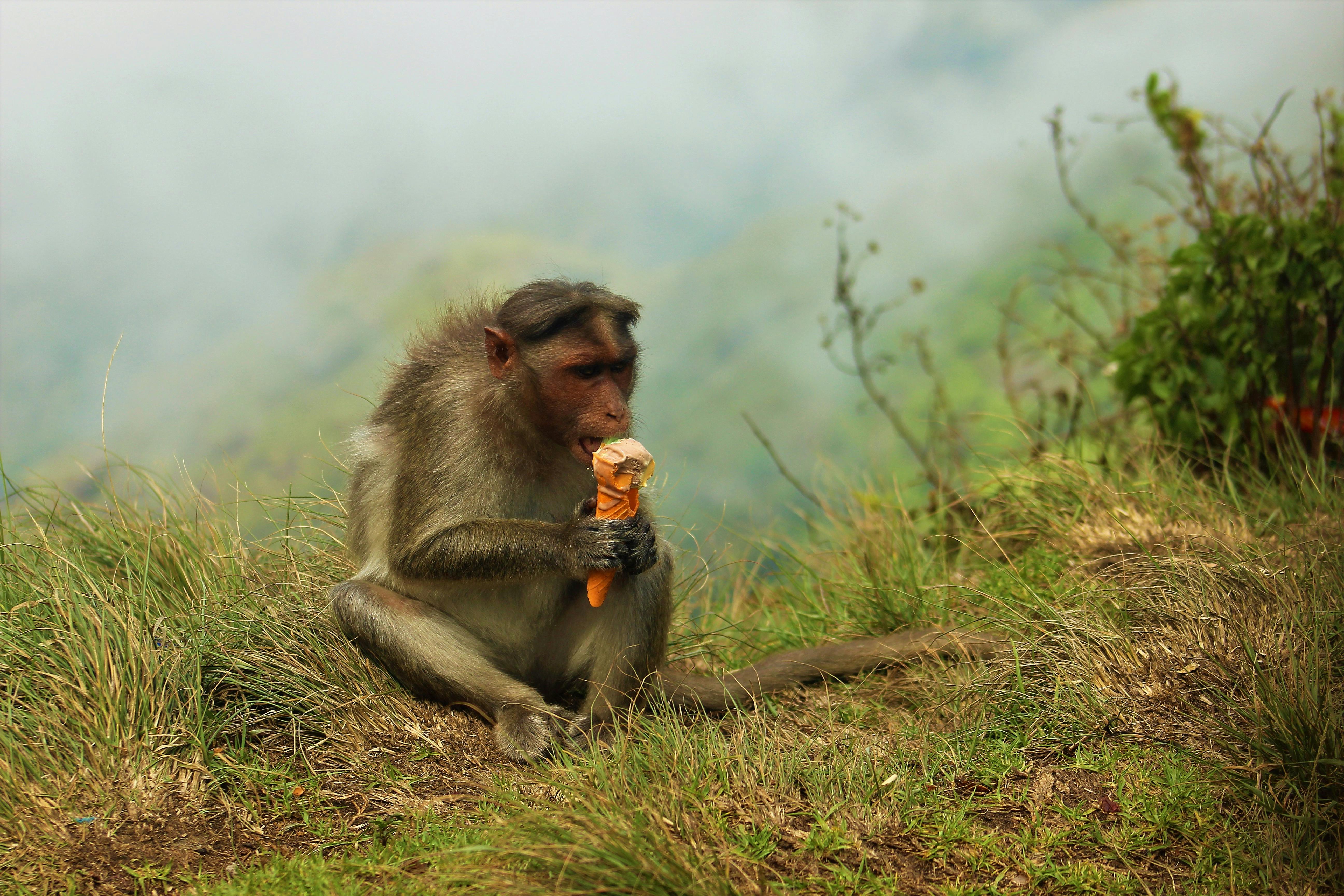 사회적 인식의 변화와 저당 식단
