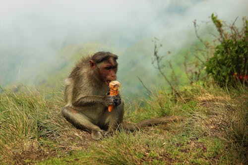 Monkey Eating Ice Cream 