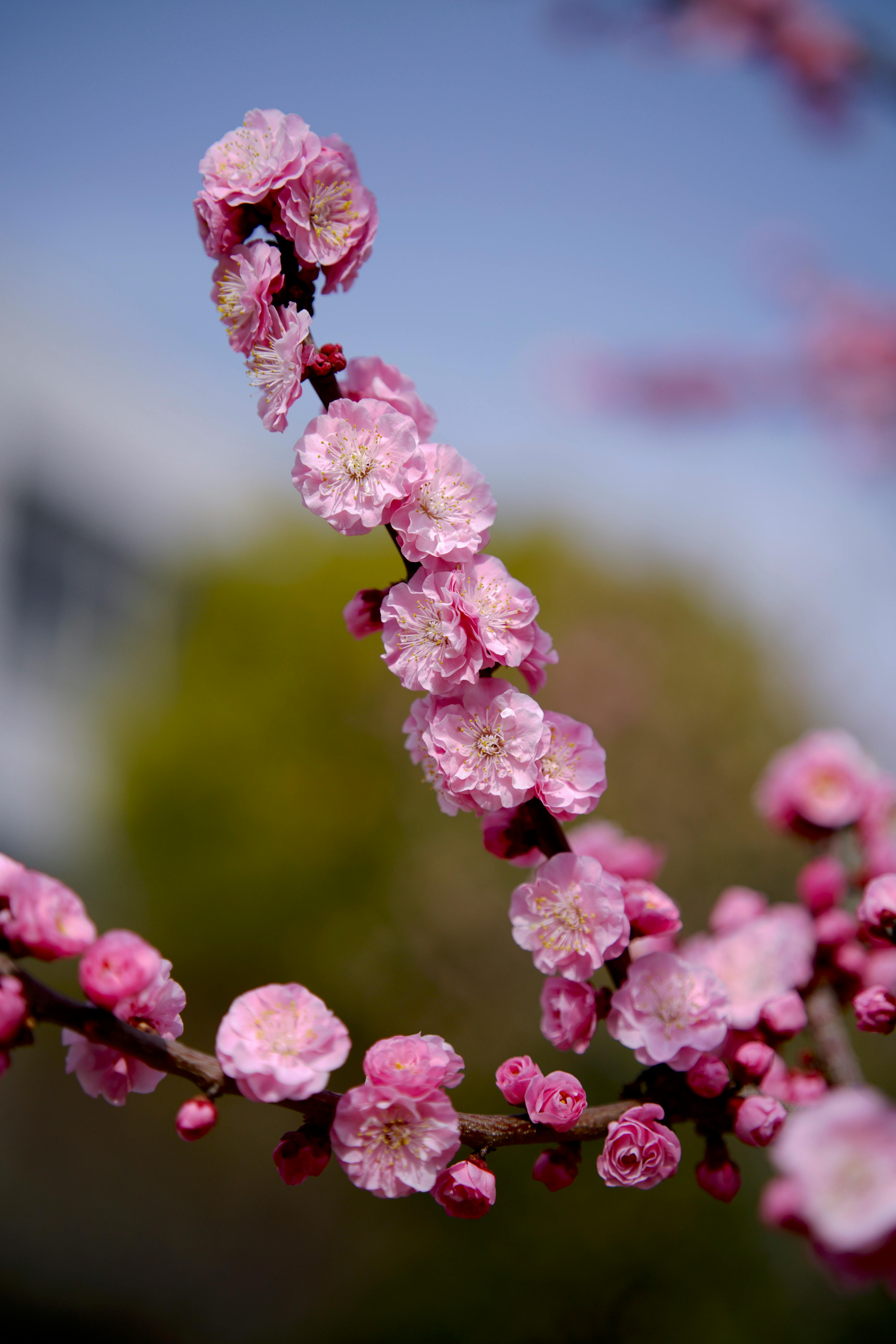 Pink Plum Blossom in Close-up Photography · Free Stock Photo