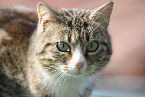 Free Intimate close-up of a striped tabby cat with striking green eyes, capturing its attentive gaze. Stock Photo