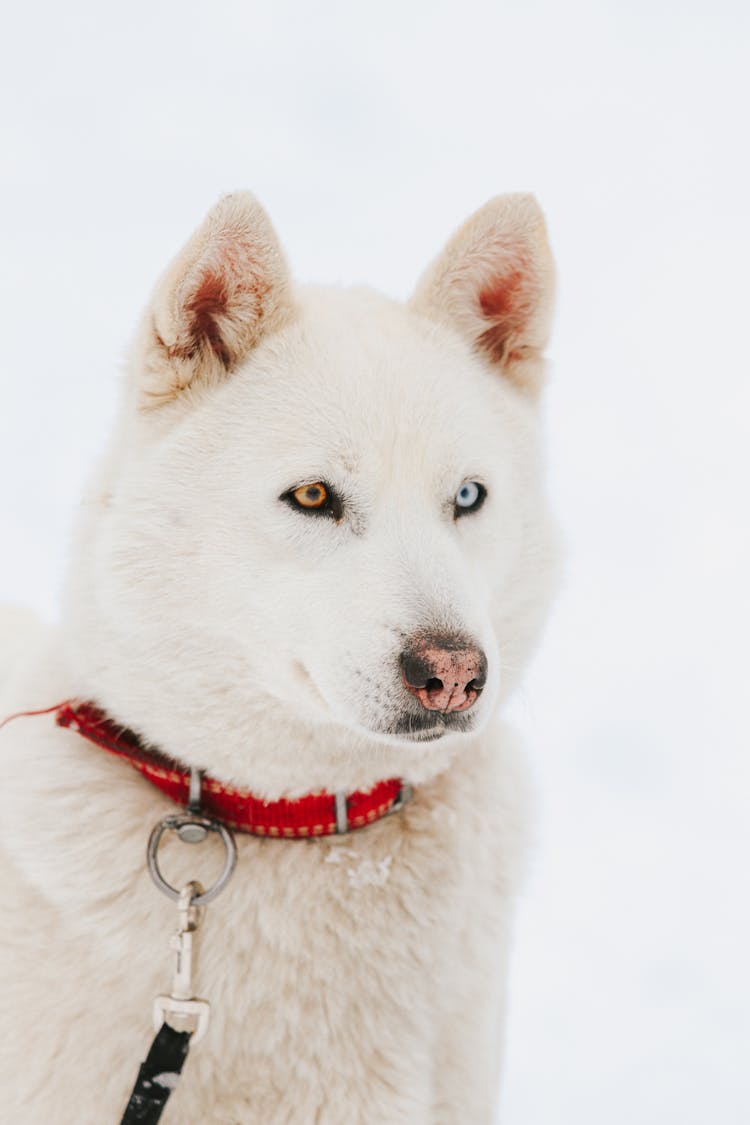 Portrait Of White Husky Dog