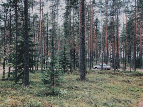Kostenloses Stock Foto zu auto, bäume, landschaft