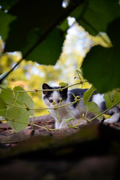 Foto stok gratis latar belakang kucing, pecinta kucing