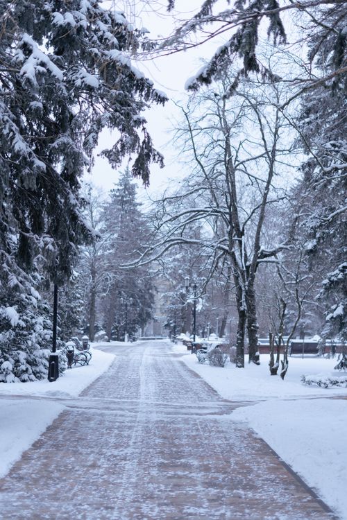 Free A tranquil winter scene featuring a snow-covered path in a park lined with bare trees and fresh snow. Stock Photo