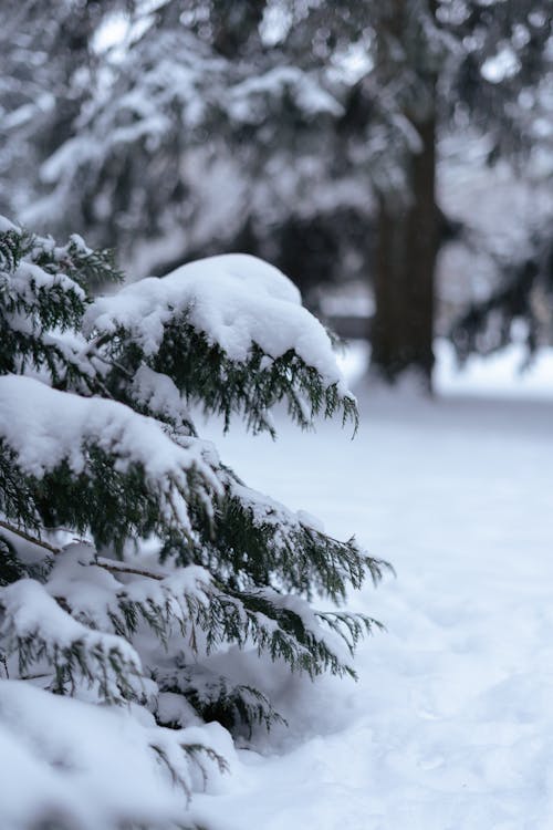 下雪的, 冬季, 垂直拍攝 的 免費圖庫相片