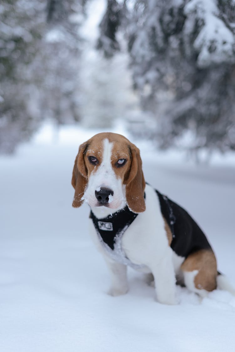 Dog Sitting In Snow