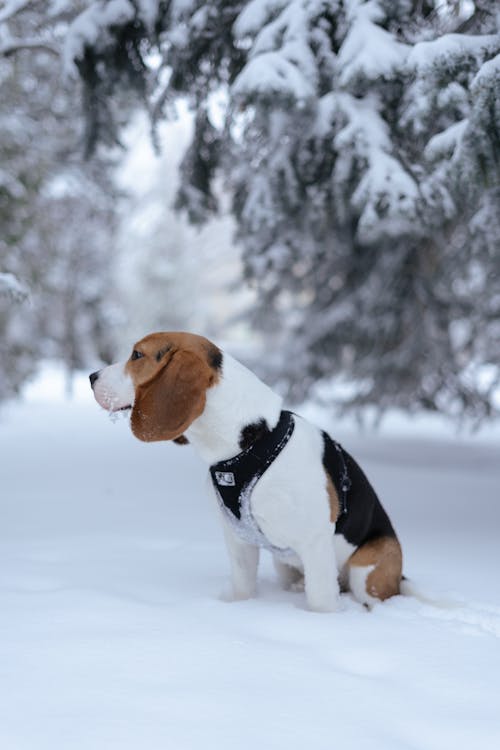 Darmowe zdjęcie z galerii z beagle, fotografia zwierzęcia, pies