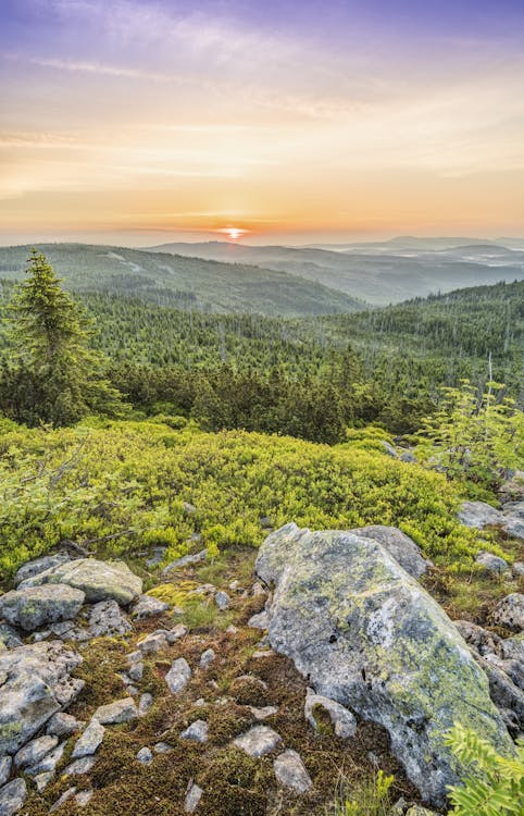 Free Forest Aerial Photography Stock Photo