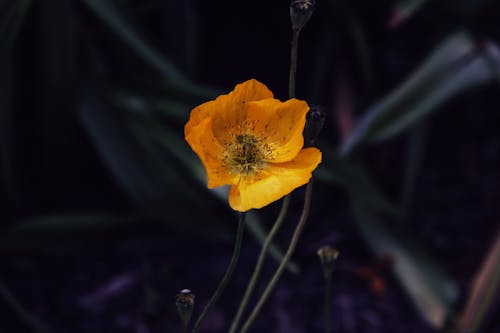 Close-up of a Yellow Poppy