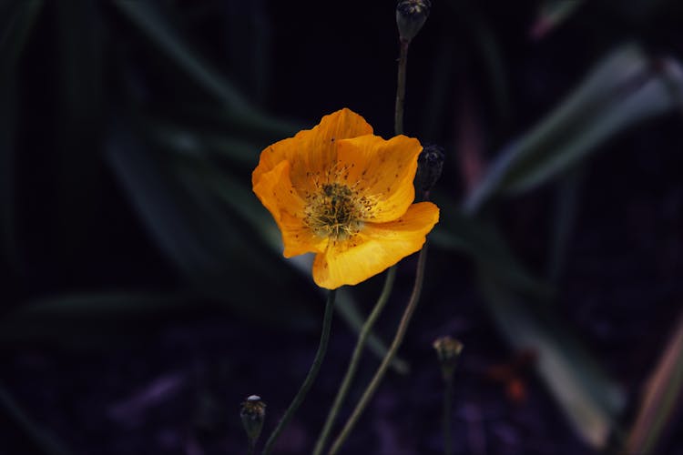 Close-up Of A Yellow Poppy