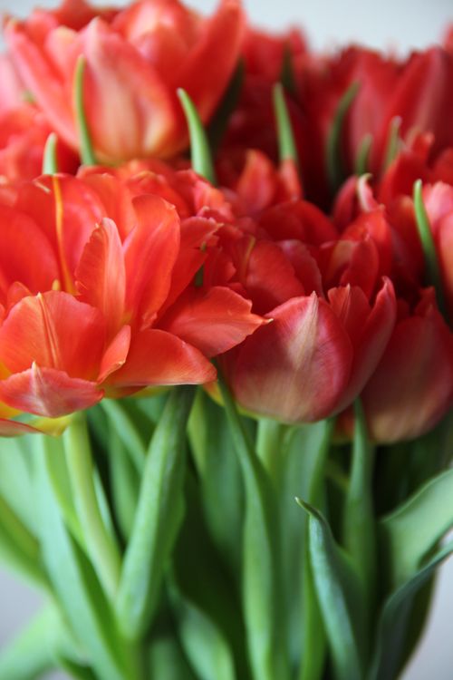 Free A stunning close-up of vibrant red tulips in full bloom, showcasing their natural beauty. Stock Photo
