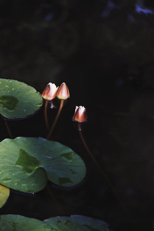 Foto d'estoc gratuïta de aigua, aquàtic, brots de flors