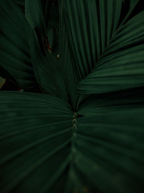 Free Close-up of lush tropical foliage with deep green tones, showcasing natural beauty. Stock Photo