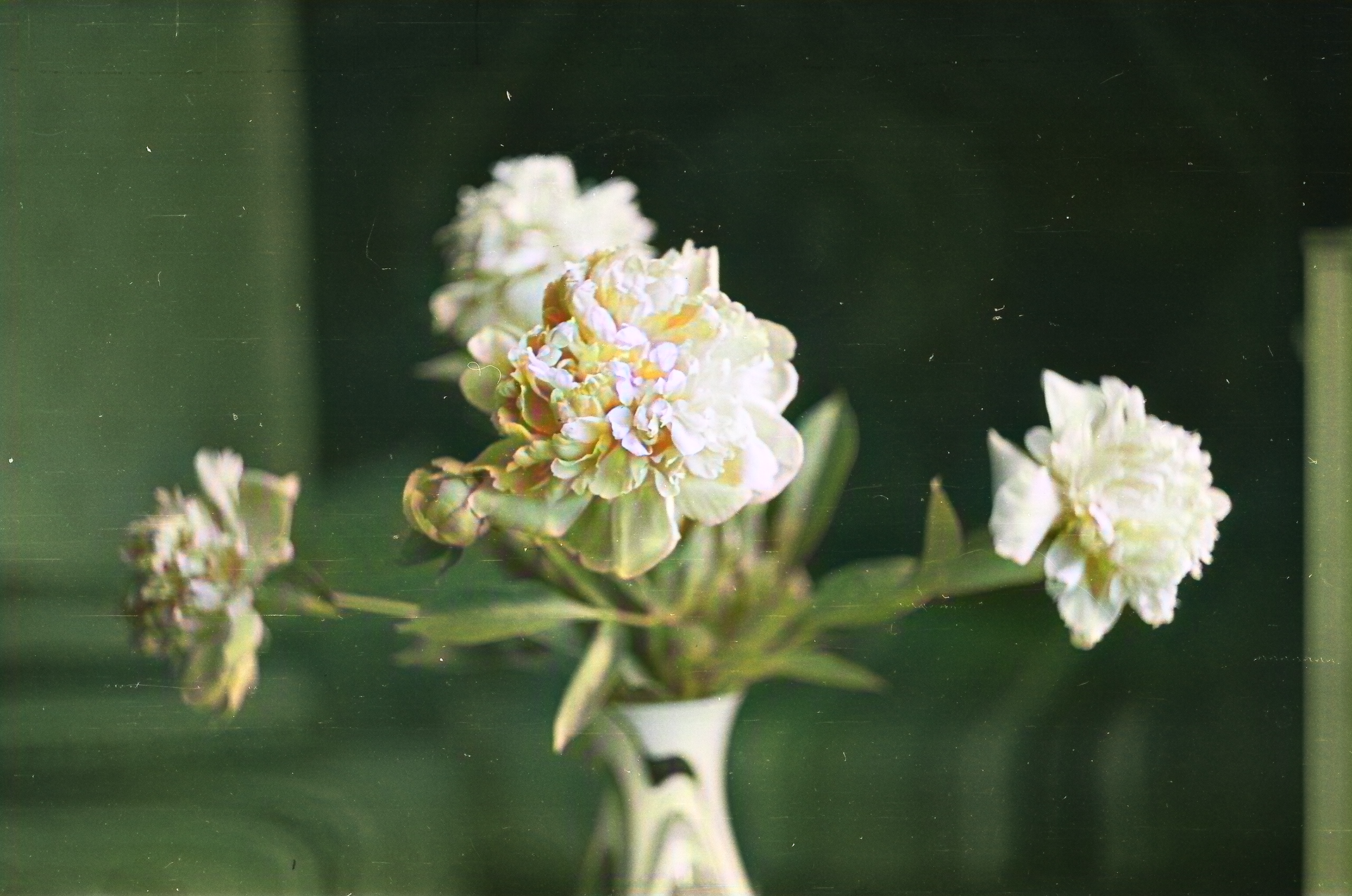Vintage-style photo of peonies in decorative vase, capturing elegance.