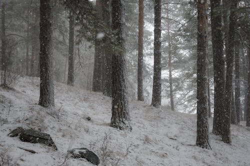 겨울, 나무, 눈의 무료 스톡 사진