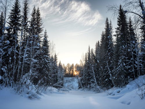 Immagine gratuita di alberi, coperto di neve, inverno