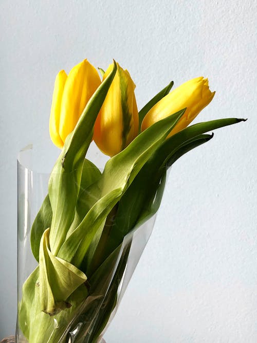 Close Up Photo of Yellow Flowers