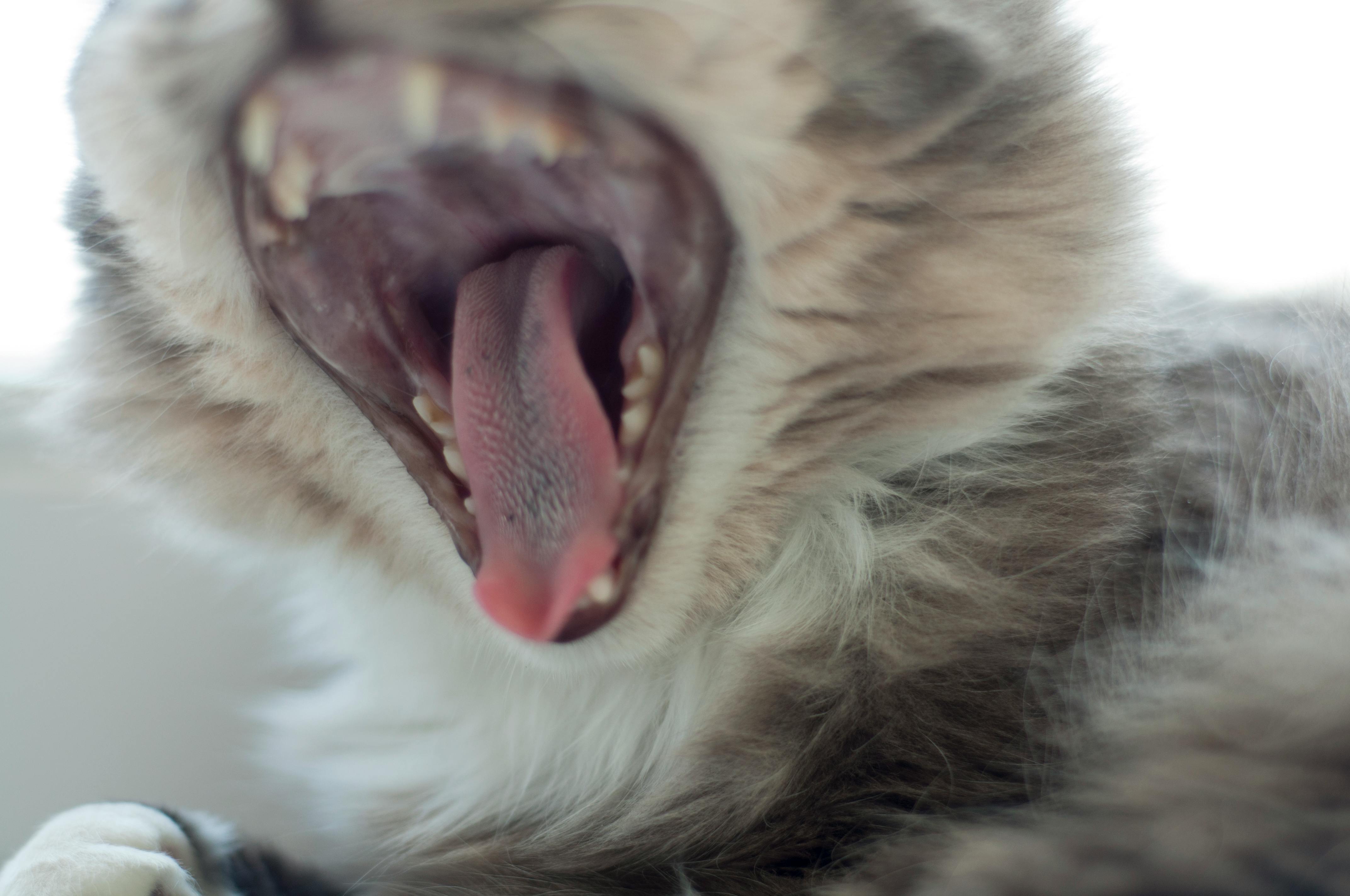 Free stock photo of cat, yawn