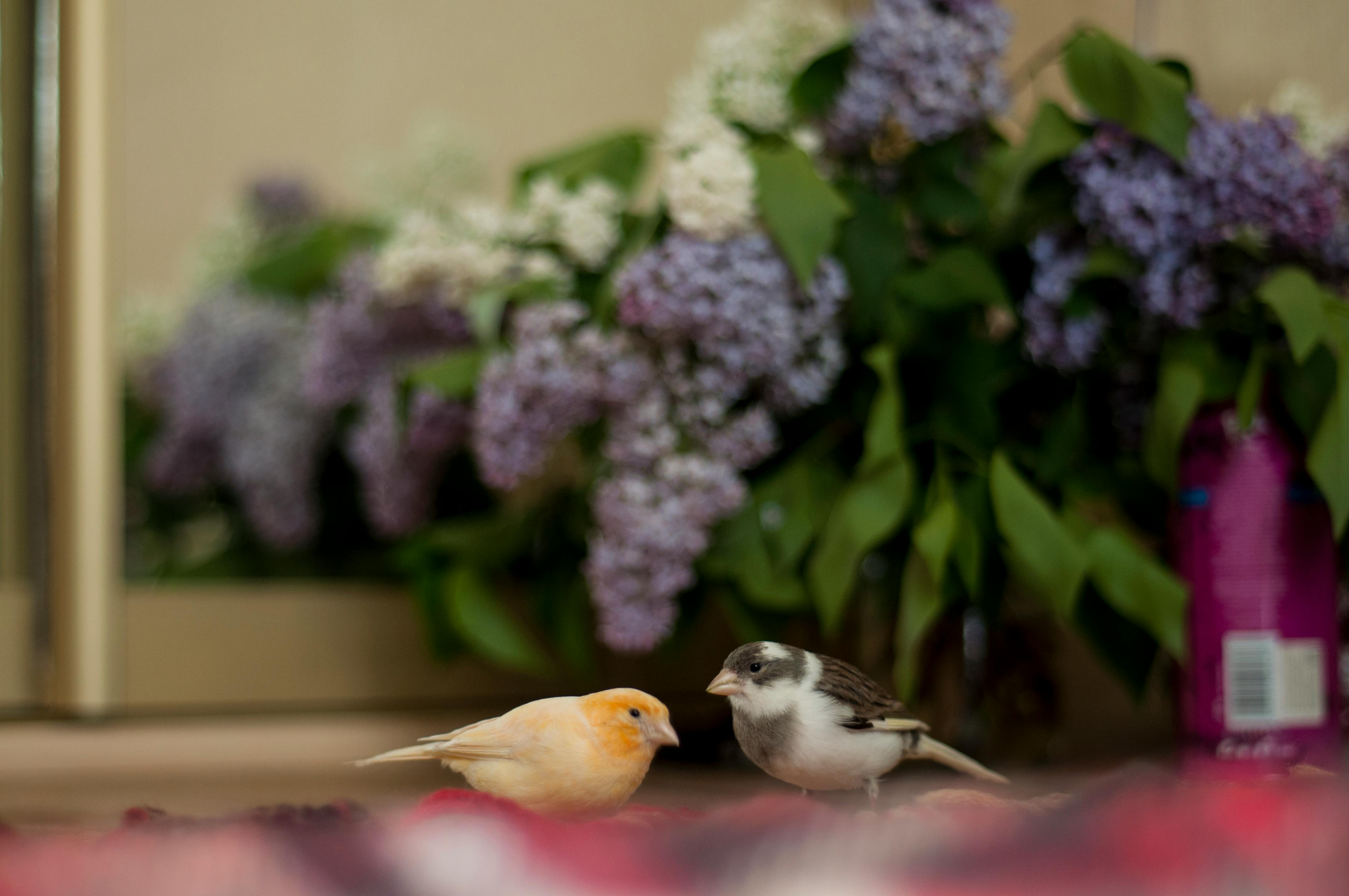 Free stock photo of bird, canary, lilac