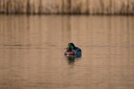 Mallard on a lake