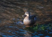 Female Mallard on a river