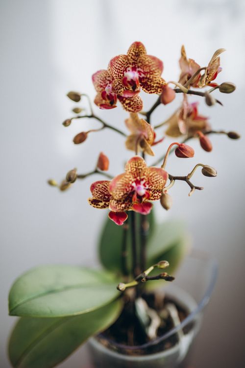 Free A vibrant orchid with intricate patterns captured indoors, against a soft background. Stock Photo