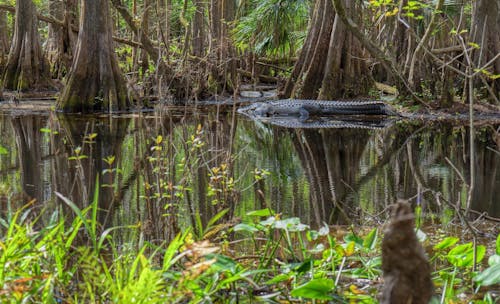 Immagine gratuita di acqua, alberi, alligatore