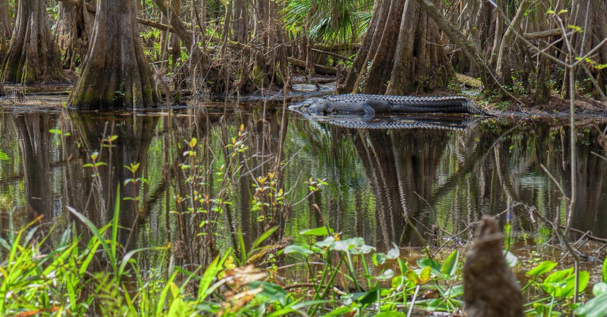 Wild alligator in a serene swamp in Sebring, Florida. A glimpse of natural Florida wildlife.
