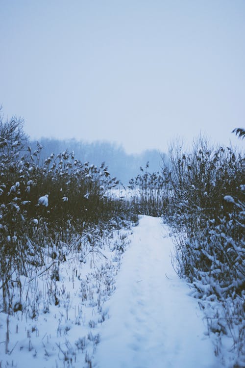 Snow Covered Pathway Between Plants 