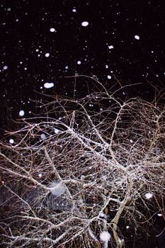A captivating image of snowflakes falling on a bare tree during a winter night. Perfect for seasonal themes.