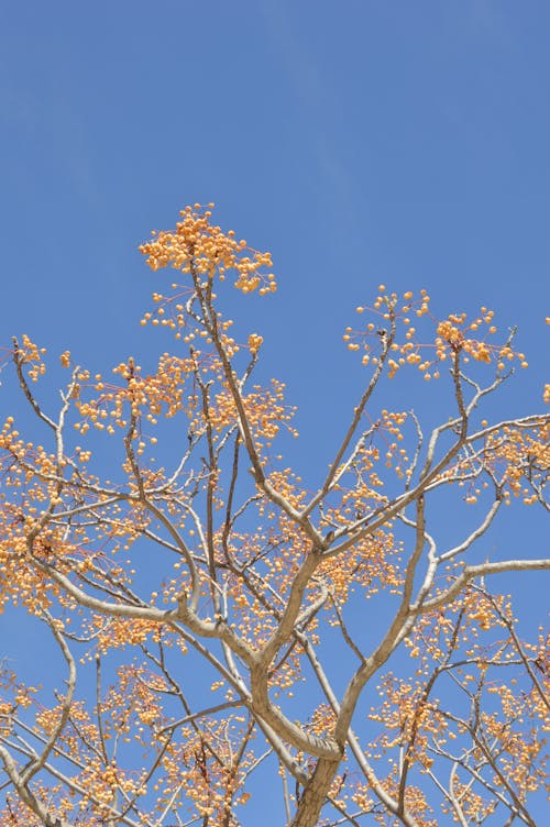 Darmowe zdjęcie z galerii z czyste niebo, drzewo, gałęzie