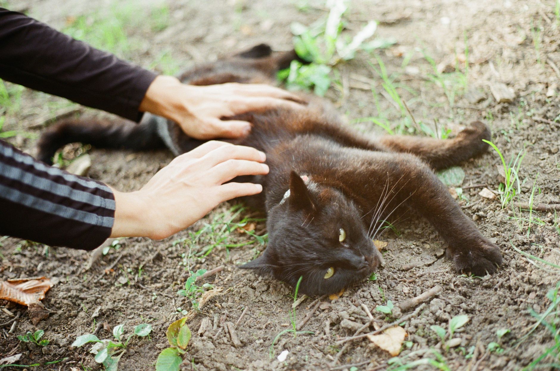 A cat undergoing diagnostic blood testing at a veterinary clinic