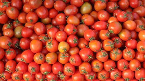 Close Up Photo of Red Tomatoes