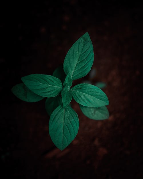 Shallow-focus Photography of Green Leafed Plant