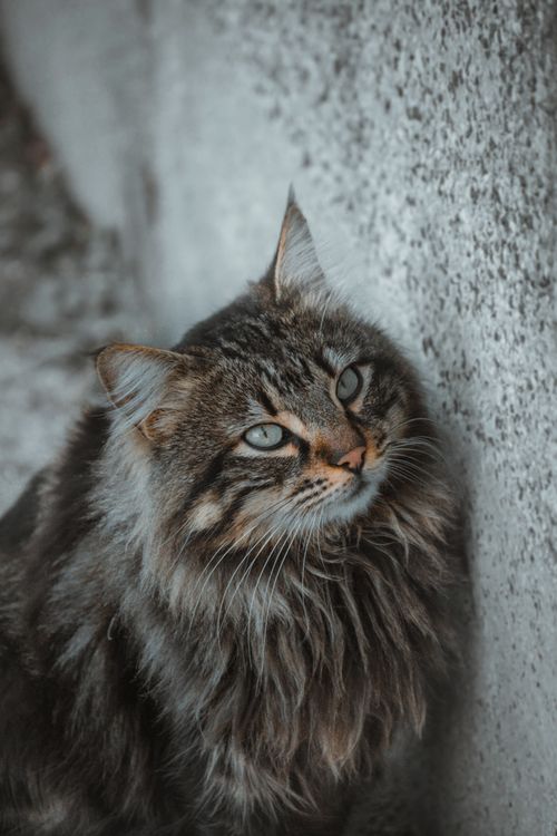 Free Beautiful close-up portrait of a Siberian cat with striking eyes. Stock Photo