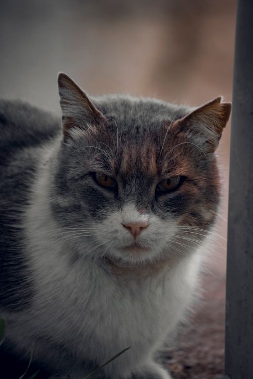 Free Close-up of a domestic cat with multicolored fur captured in soft natural lighting. Stock Photo