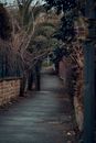 Brown Pathway Between Brown Trees