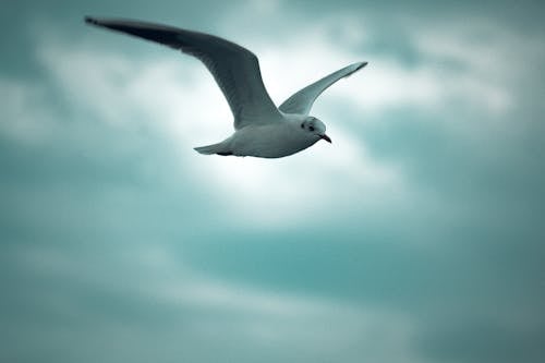 Close Up Photo of Seabird Flying
