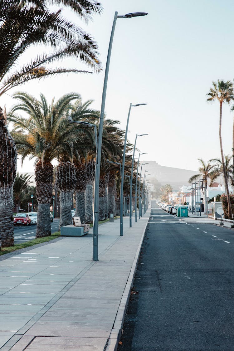 Palm Trees Near Empty Street In Town