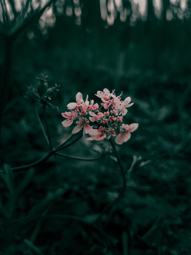 Flower In A Dark Woods